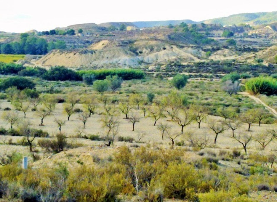 Herverkoop - Perceel / Grond - Torremendo