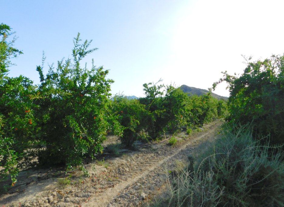 Herverkoop - Perceel / Grond - Torremendo