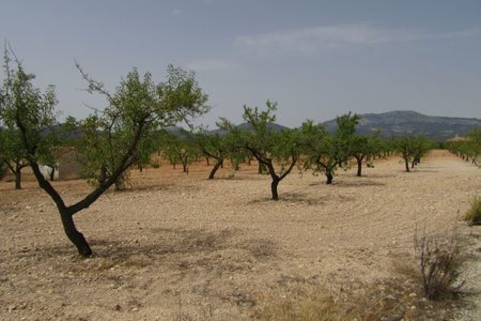 Herverkoop - Plot - Murcia