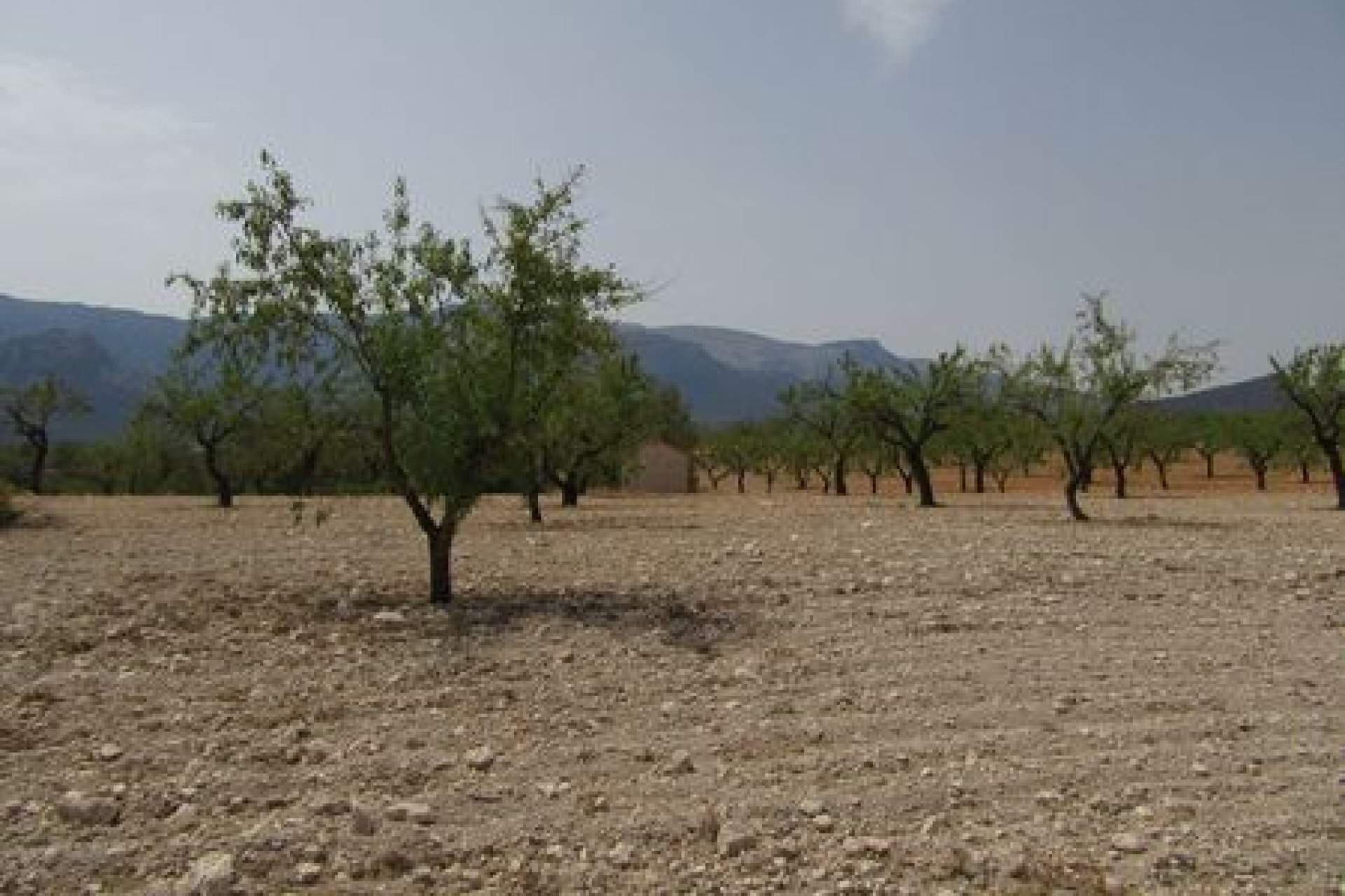 Herverkoop - Plot - Murcia