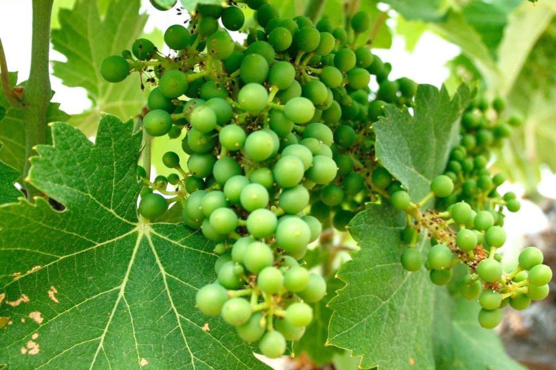 New Build - Villa - Yecla