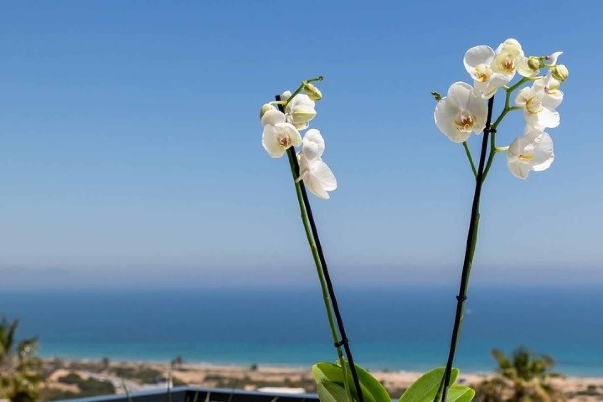 Nieuwbouw  - Apartment - Santa Pola - Gran Alacant