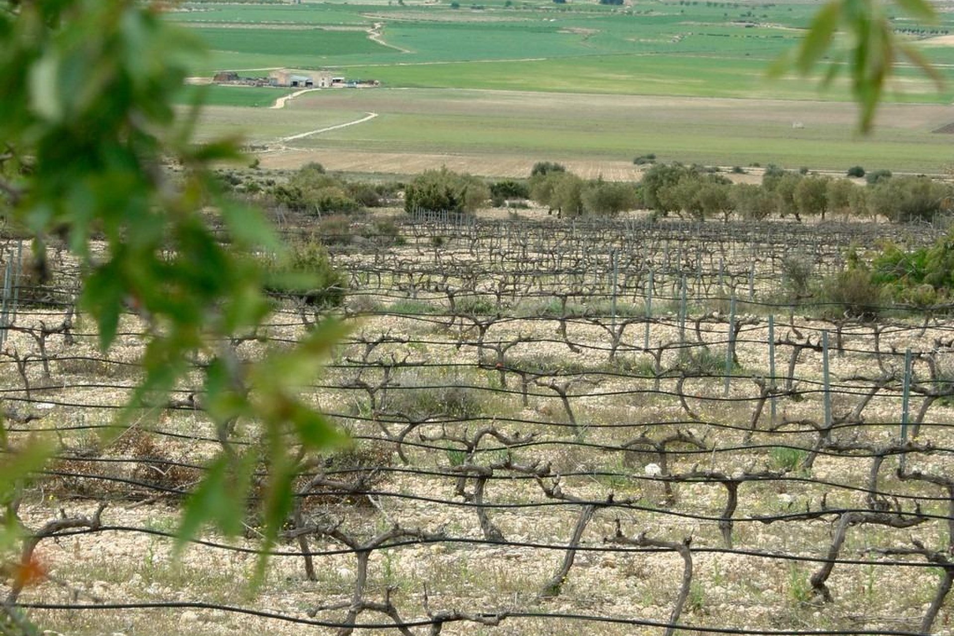 Nieuwbouw  - Villa - Yecla