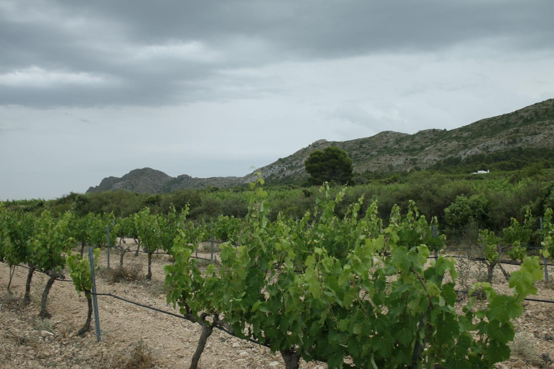 Nieuwbouw  - Villa - Yecla