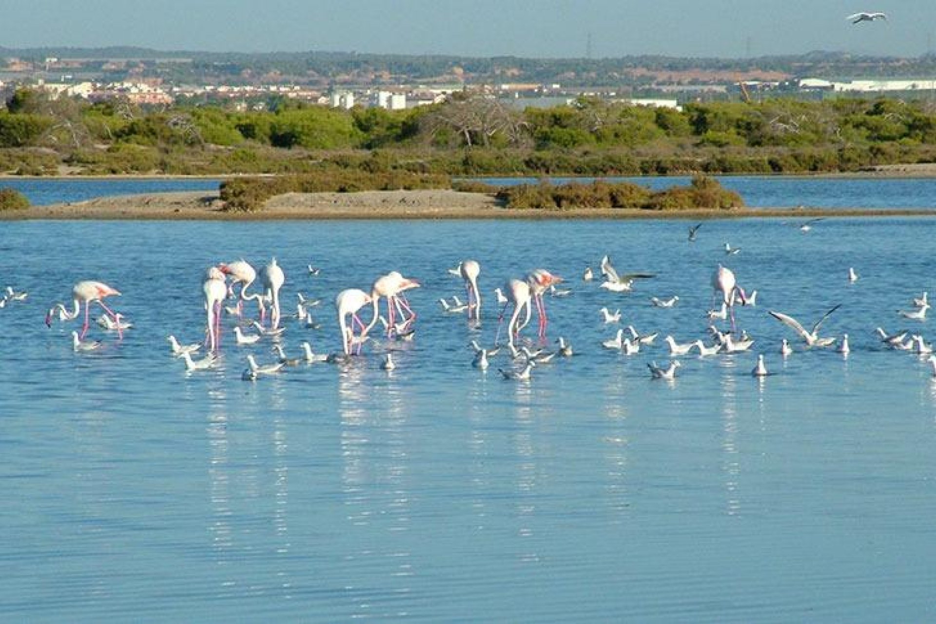 Nouvelle  - Villa - San Pedro del Pinatar - Pueblo