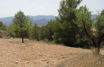 Plot - Herverkoop - Murcia - SW-77119