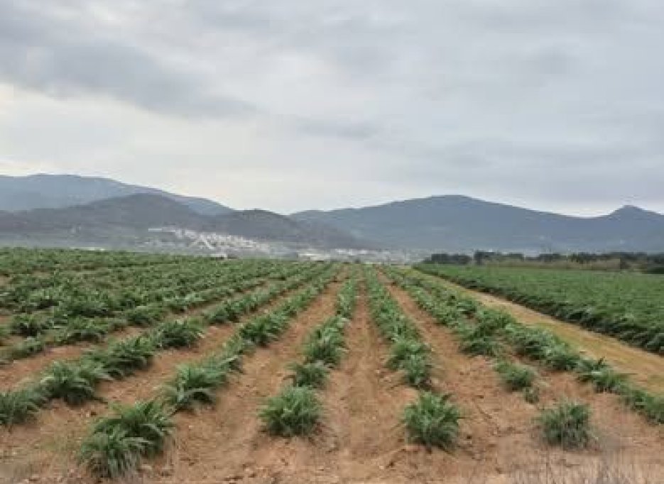 Resale - Plot / Land - Hondón de las Nieves