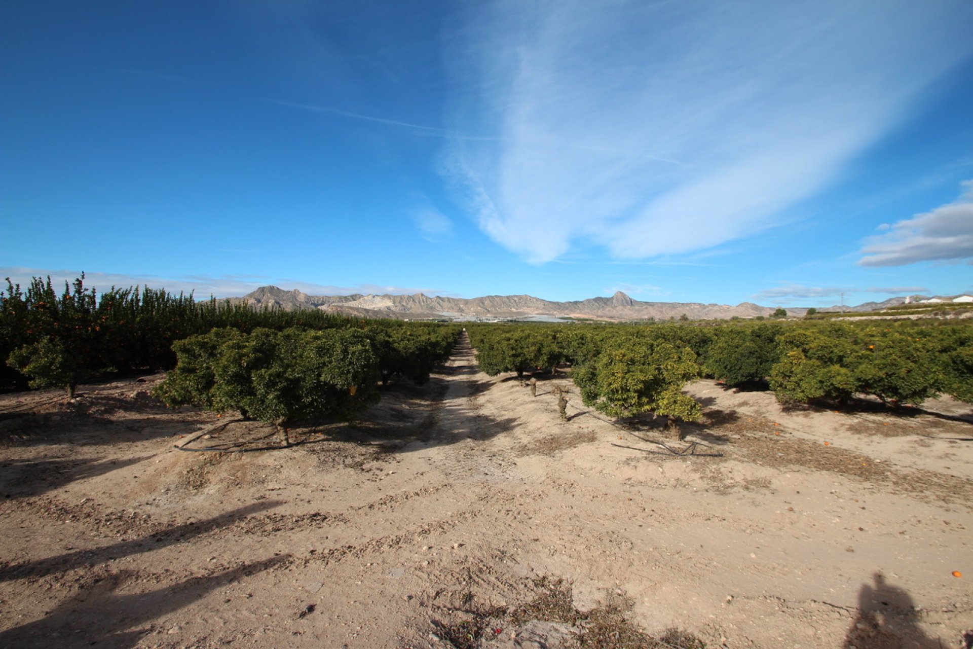 Revente - Finca / Country House - Murcia - Costa Blanca Sur