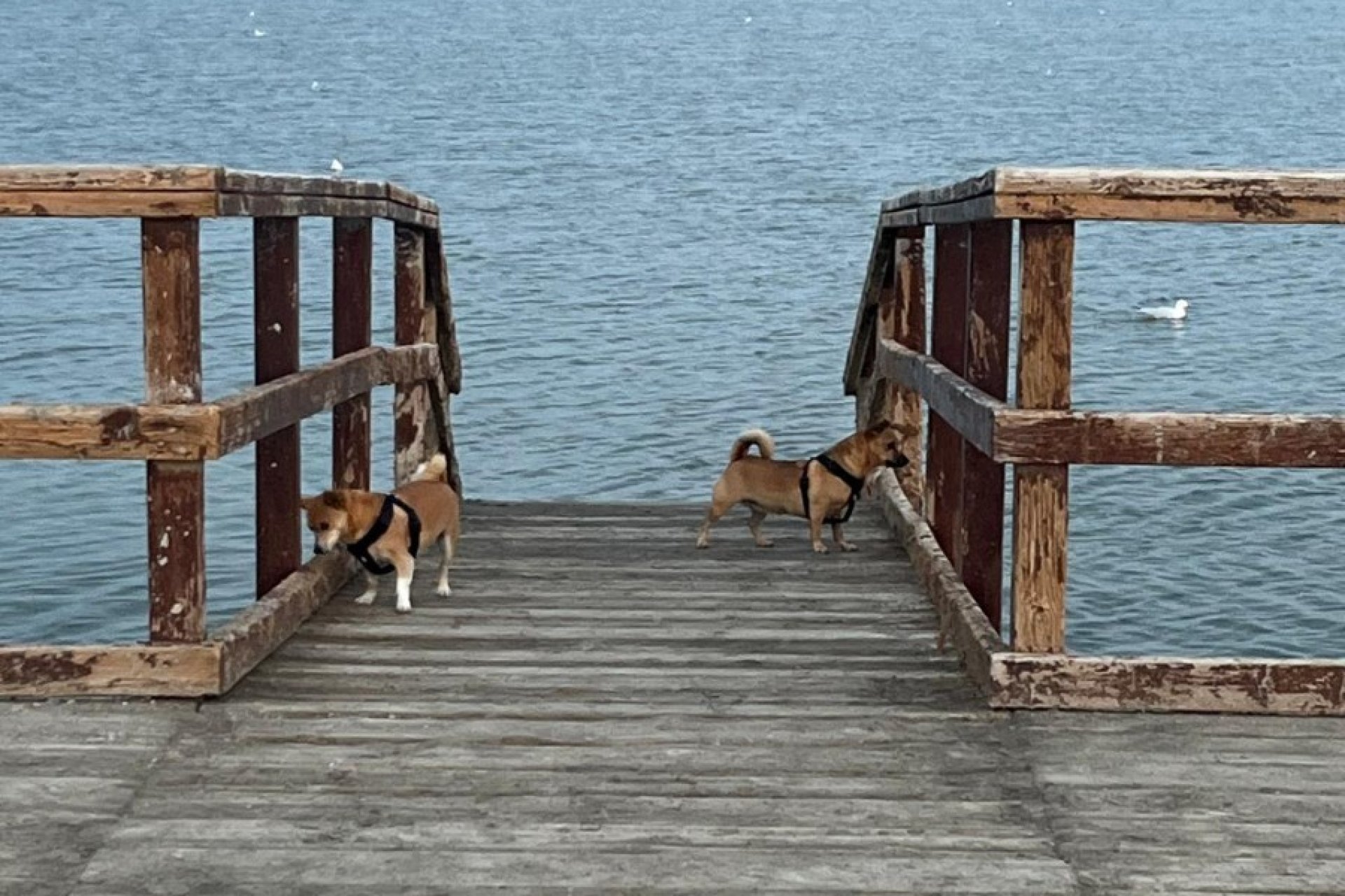 Revente - Maison de ville - San Pedro del Pinatar - Los Antolinos