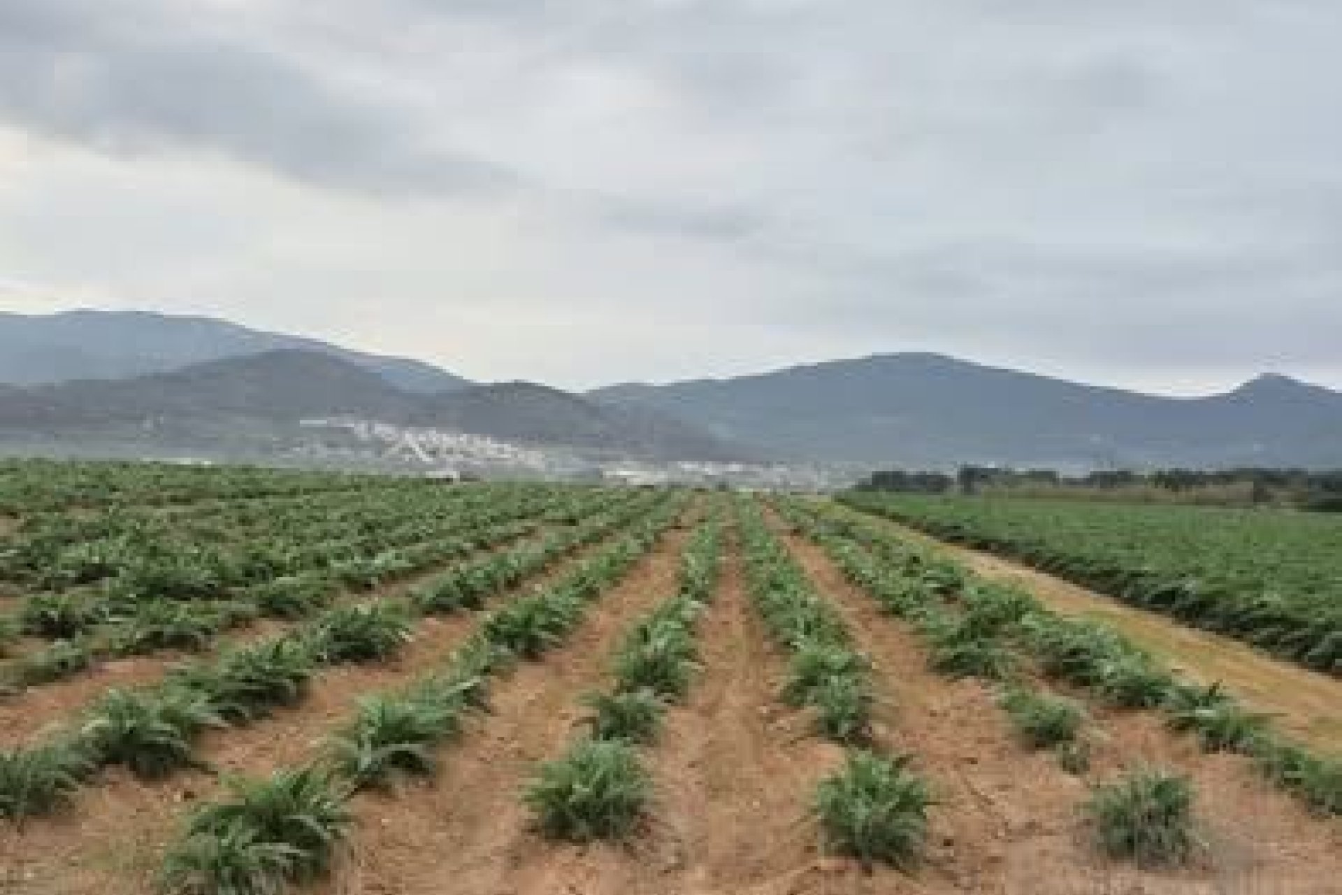 Revente - Parcelle / Terrain - Hondón de las Nieves