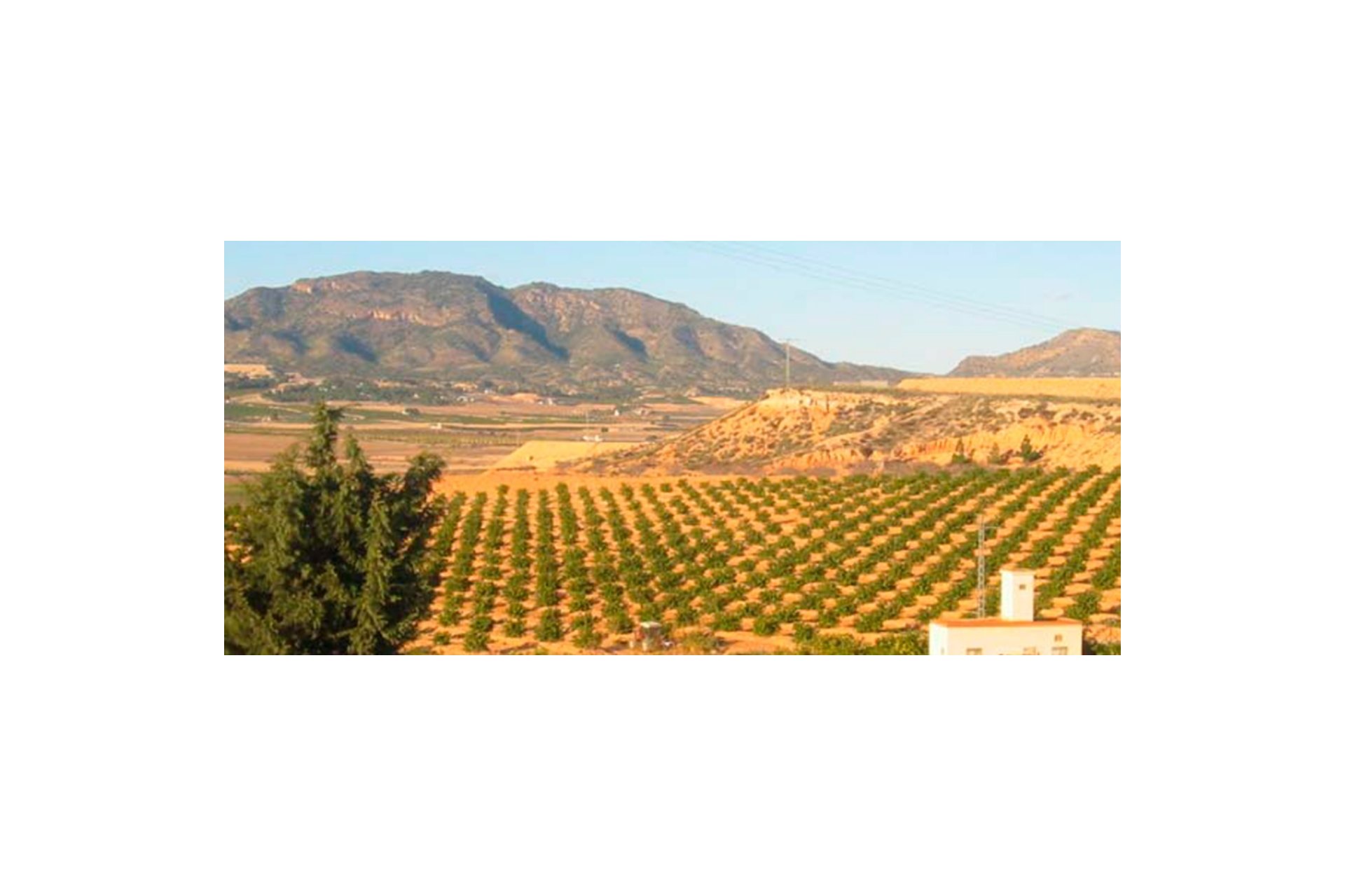 Revente - Plot - Torre Pacheco