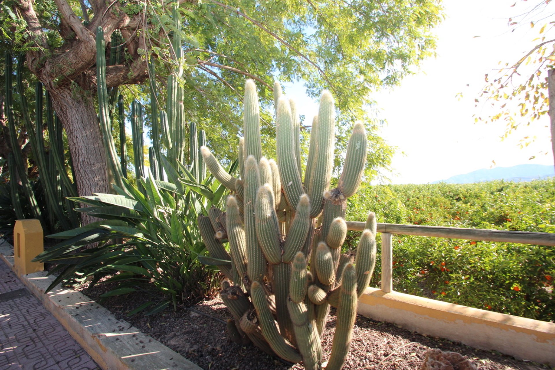 Videresalg - Finca / Country House - Murcia - Costa Blanca Sur