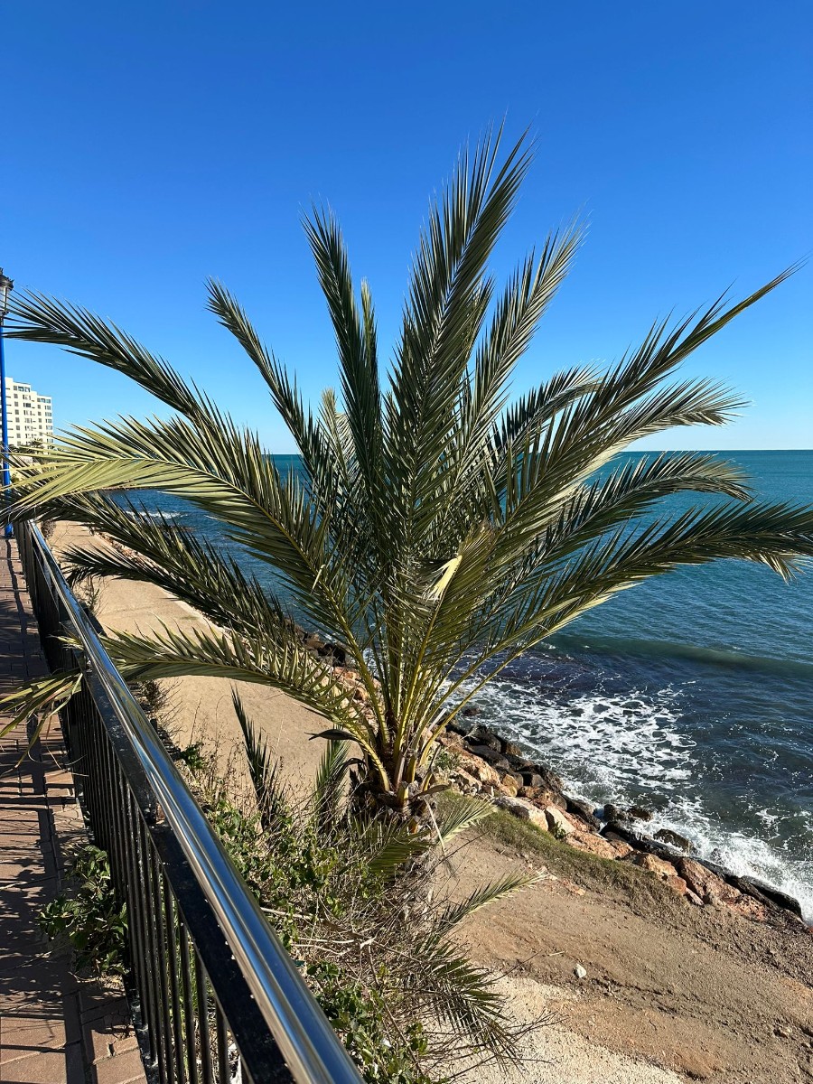 Appartement te koop in Punta Prima